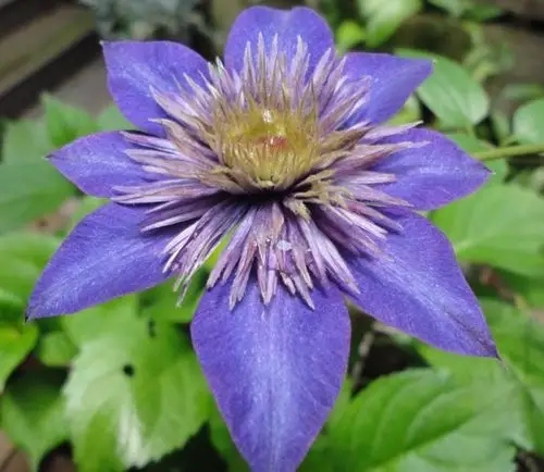 20170213 铁线莲 主讲:【平·禅】