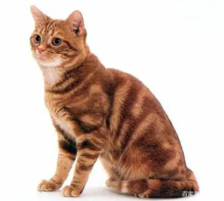 美短虎斑猫:该猫不仅长相英俊,而且动"手"能力极强