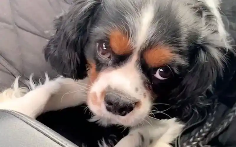 仇恨的眼神看着你你怕不怕这只狗狗不简单查尔斯王子犬萌宠vlog