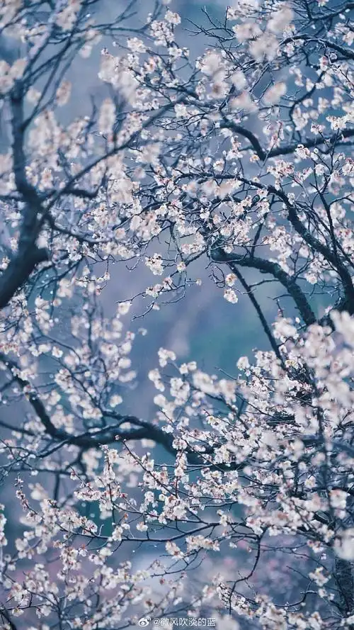 #发现极美南京##带着微博去旅行##植物##春天花会开#