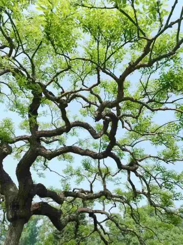 千姿百态龙爪槐