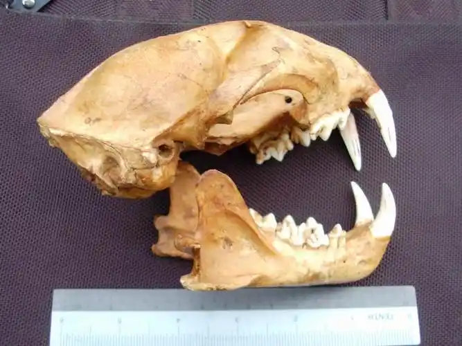 稀世之宝--亚洲虎 幼虎头骨 全套