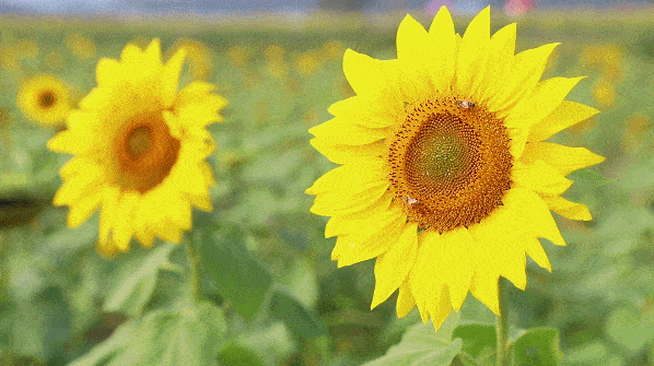 入目无他人,四下皆是你,来宝鸡感受向日葵的爱