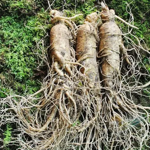 袋装鲜人参图片_袋装鲜人参大全/细节图 - 搜好货网海量高清精选图片