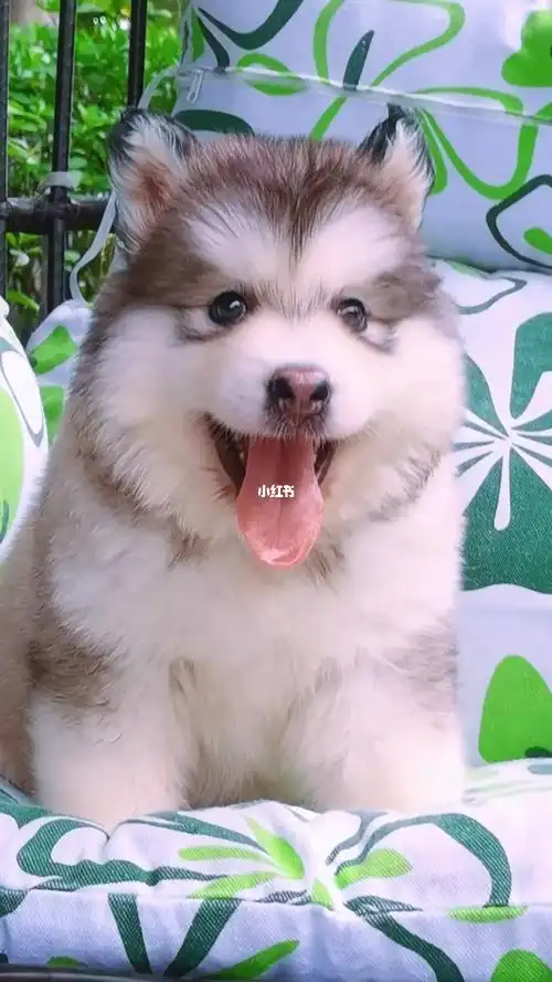 惠州哪里有出售纯种阿拉斯加已疫苗欢迎现看