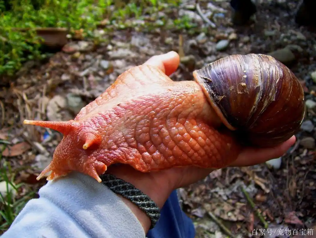 全球破坏力最大的蜗牛,从不挑食连水泥都吃,仅一只就能把人吃穷