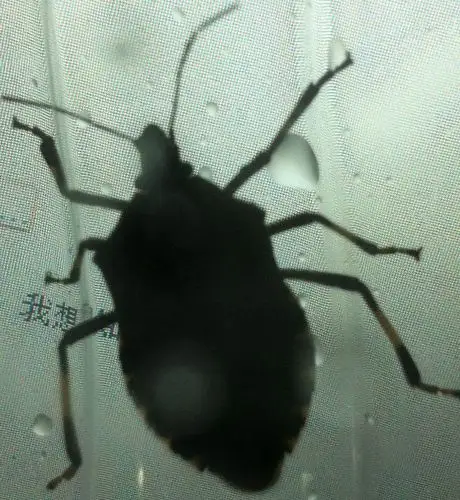 突然觉得背部痒痒的,一摸,是个硬壳虫,吓死我了!这是什么虫