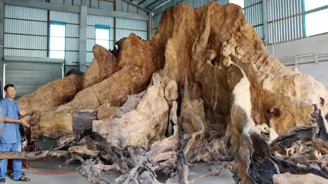 越南老人6万元买烂树根回家加工现在别人出资1015万收购