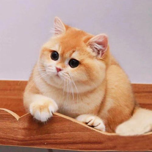 【视频选 】纯种金渐层猫猫活体宠物猫高品质金渐层喵咪幼崽活体 宠物