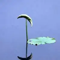 安静淡然的意境图片唯美头像_微信头像图片大全