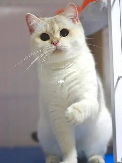 金渐层金点|最美的辣妈 小千金_辣妈_英短_英短金渐层_宠物_猫