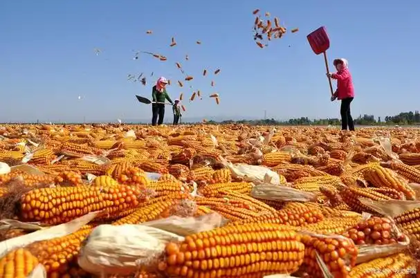 一年好景美清秋,田野谷香飘万里,丰收景色眼中留