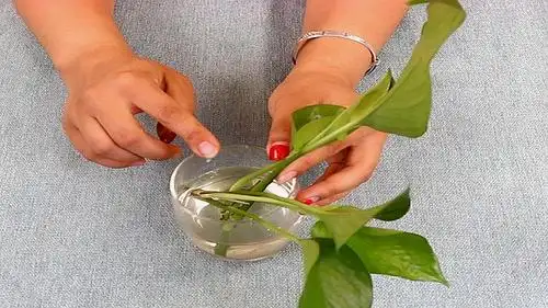 轻松撑爆盆,简单管用 服务升级 7水培绿萝: 水培绿萝快速生根小妙招