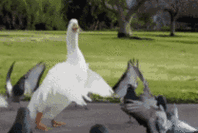 白鹅动态图片-动态图片搜索引擎-专业图片搜索引擎 91gif.com