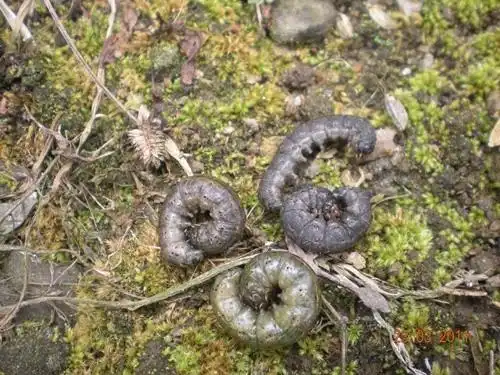 地下害虫地老虎图片