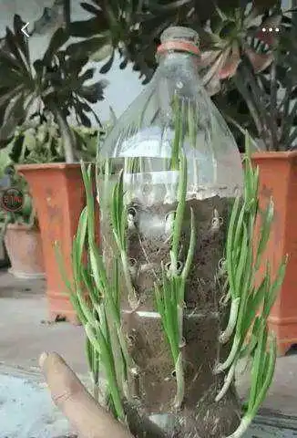 一个塑料瓶一个桶,放阳台上种菜,菜又壮又多,吃完一茬又一茬!