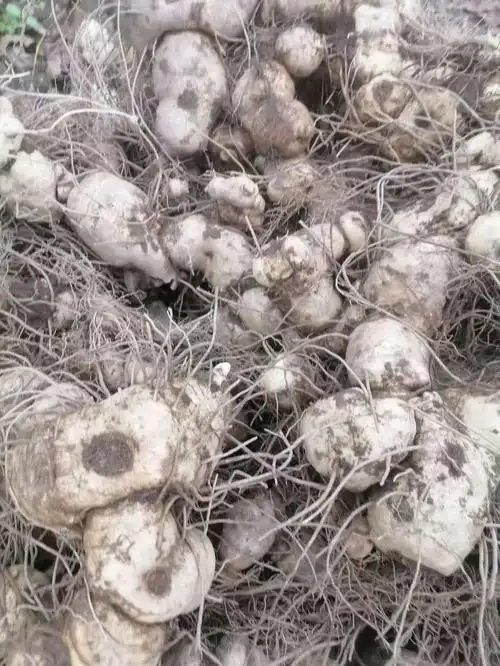 野生鸡头黄精干货仅有35斤