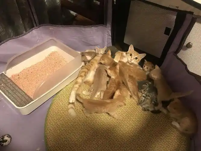 英短跟橘猫混的小猫咪找领养啦