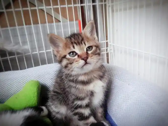 求大神帮忙看一下,宠物店的告诉我是英短虎斑,现在就准备入手,急急急