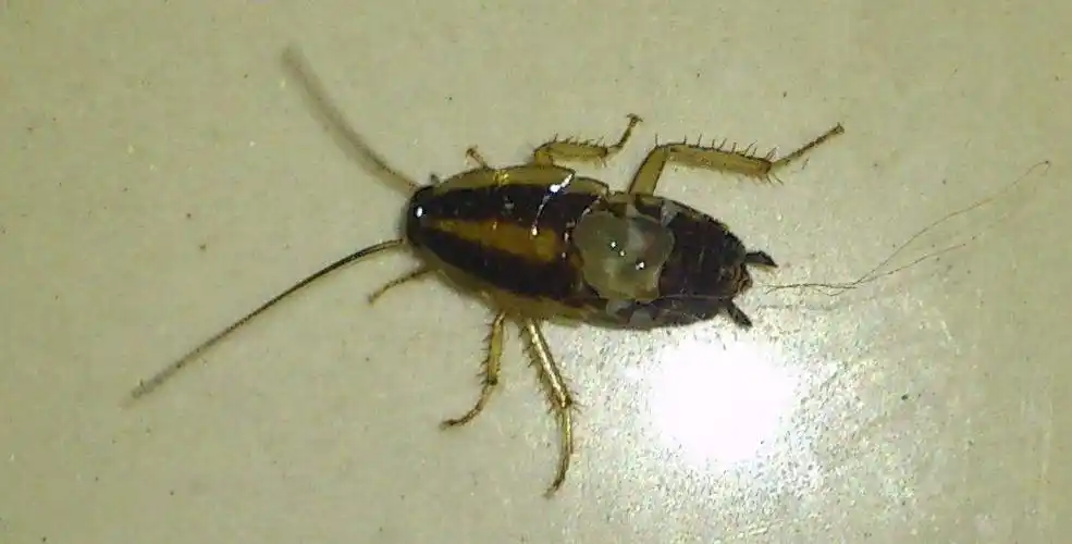 这是德国小蠊,一种小型的蟑螂,繁殖速度快,而且耐药性特别强