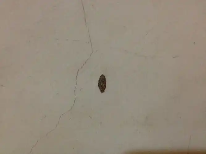 请问这是什么虫子?在墙壁上的