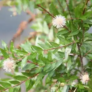 新鲜水杨梅细叶水团花水杨柳风箱树水石榴枝叶中草药顺丰航空