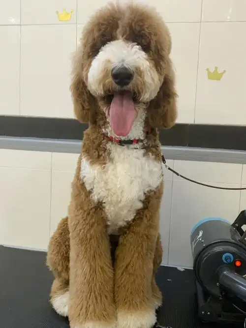 巨型贵宾犬的剃头日