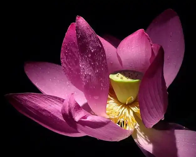 摄影微影赛——"让我们荡起双桨"魅力荷花微影赛第一期40幅优秀作品