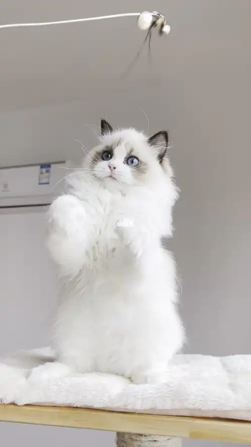 高赛级海双布偶猫妹妹高端血统