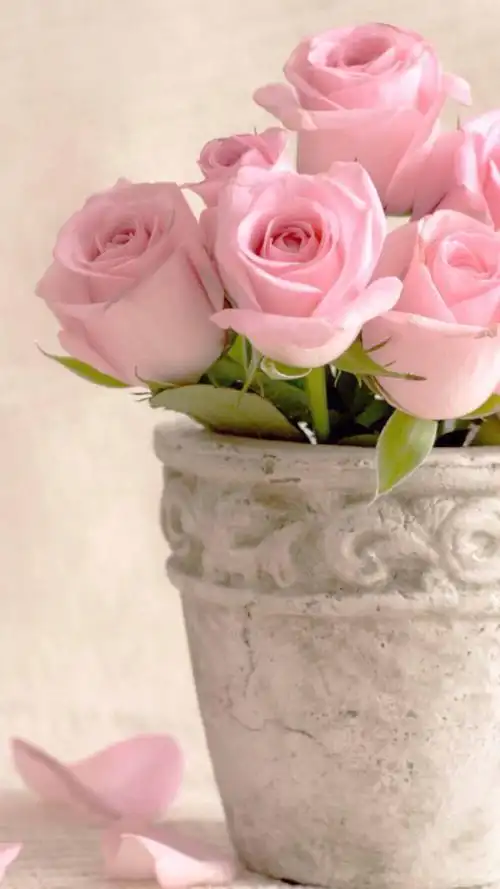 微博壁纸集风景静物系列手机壁纸新浪微博高清无水印iphone萌壁纸