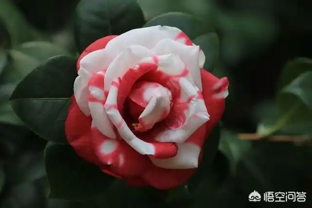 头条问答 - 羞奇茶花北方市内能种植吗?(8个回答)