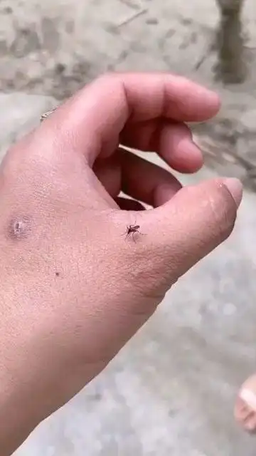 小哥正在拍蚊子,缅甸美女上来就是一巴掌,美女这么"豪横"!