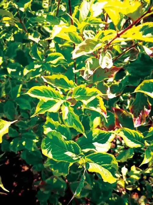 亮点花叶锦带栽培管理技术