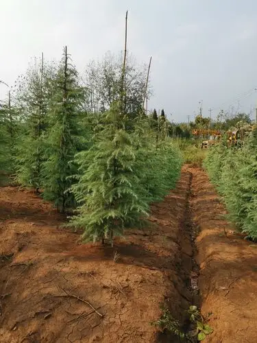 冬季2米雪松价格供应商_绿化苗木_--西北苗木网