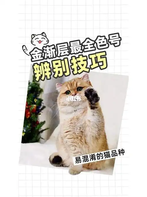 金渐层色号最完整的辨别方法