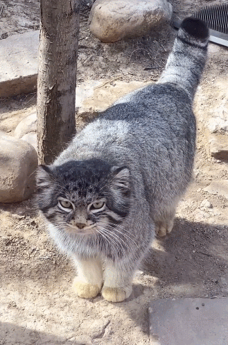 旱獭|猫科|藏狐|兔狲|狐狸_网易订阅