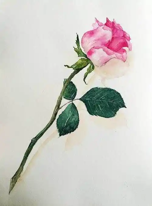 玫瑰花水彩画法玫瑰花水彩画画法