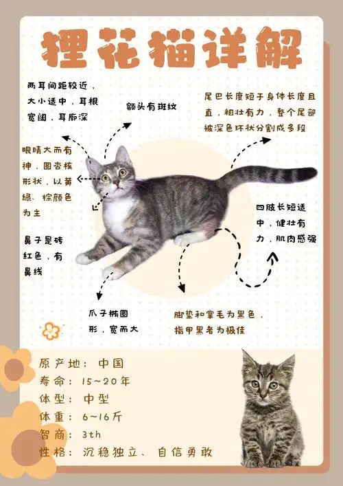 猫中大佬之狸花猫