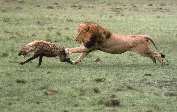 老虎如果和鬣狗死磕能否单挑整个鬣狗群