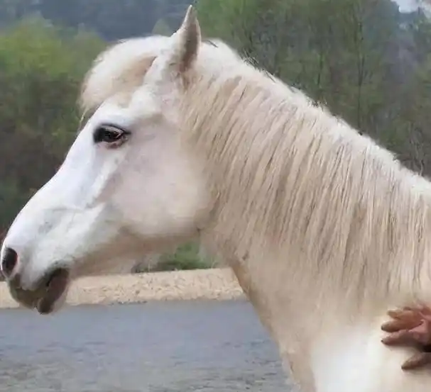 回顾:白龙马晚年过得凄惨,杨洁2次探望落泪,为何不出手救它?