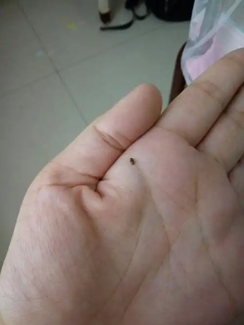 卧室里生小飞虫怎么办?图看一下,这是什么虫子?急急急!