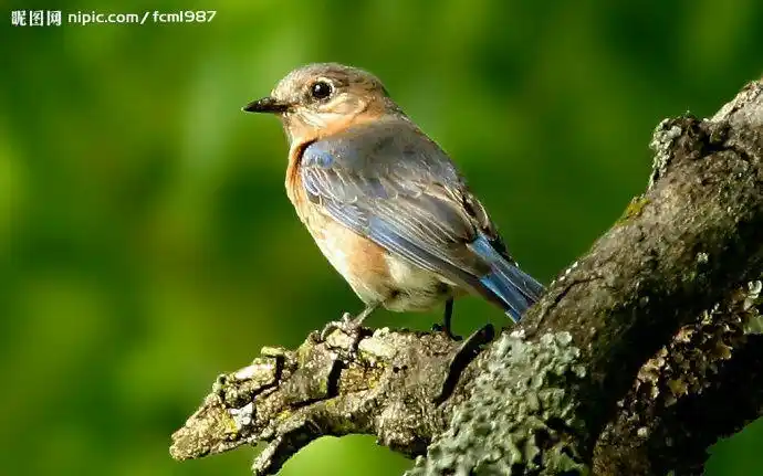 一(1)班王译萱观察动物的尾巴