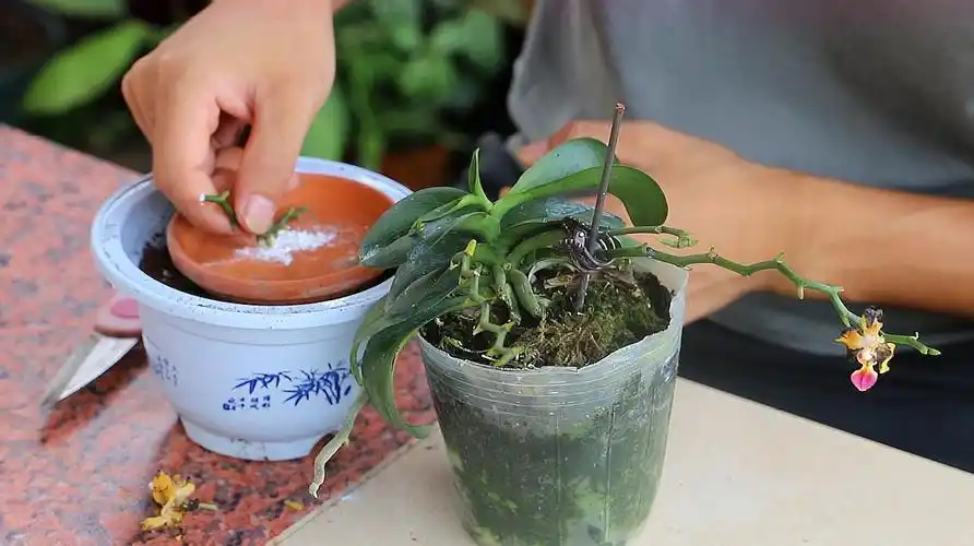 蝴蝶兰花朵谢了之后,花梗别浪费,简单几步再繁殖几盆蝴蝶兰