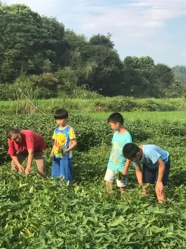 快乐暑假之一起打猪草