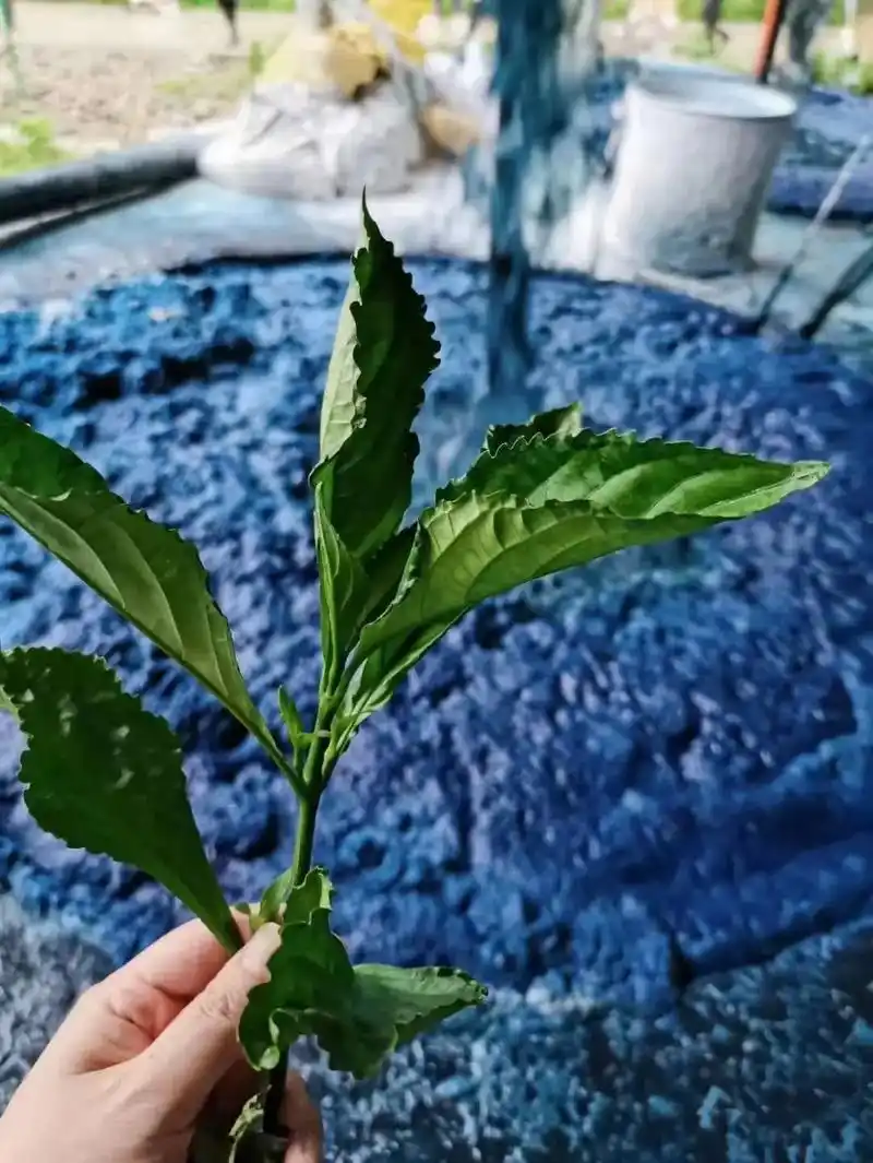 板蓝根植物手工扎染