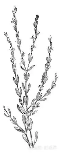 插画 刺centaury 是 erythraea 麦冬的种类.