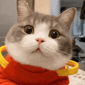 猫猫主人:乐乐的土豆猫子狗子表情包猫子狗子表情包猫子狗子表情包猫