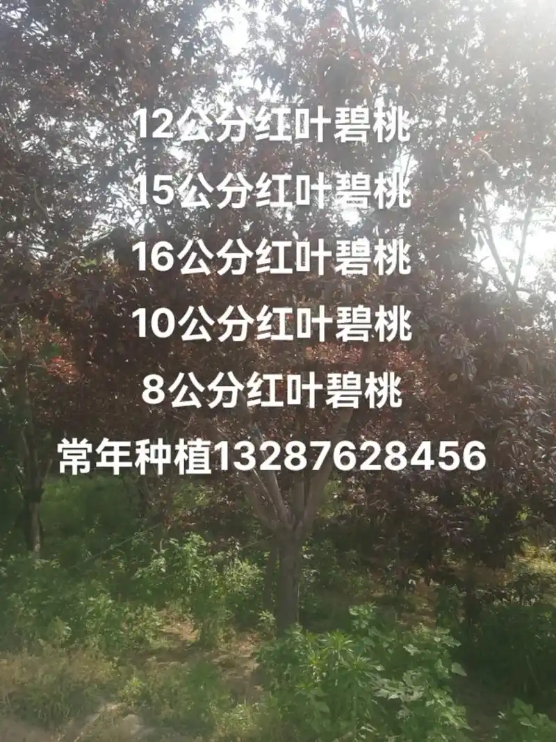 12公分红叶碧桃15公分红叶碧桃10公分