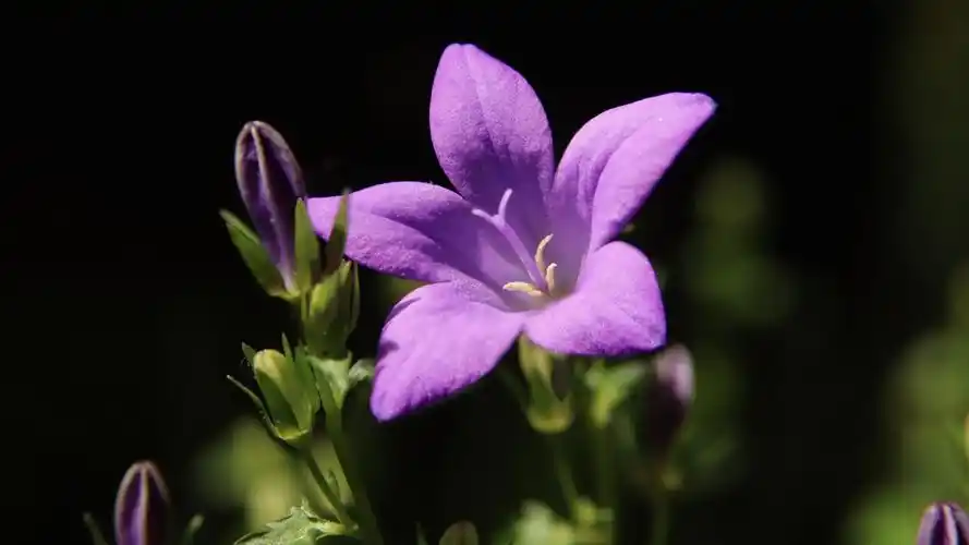 高清桔梗花图片-花卉壁纸-高清花卉图片-第8图-娟娟壁纸