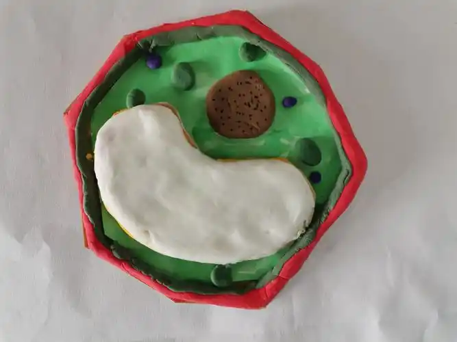 济宁市实验初中任贤校区开展生物学科特色活动—制作动植物细胞模型